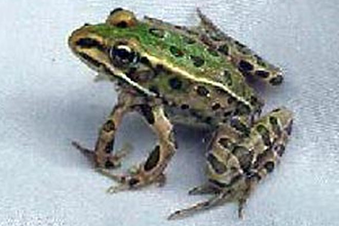 В Великобритании найдены пятилапые лягушки