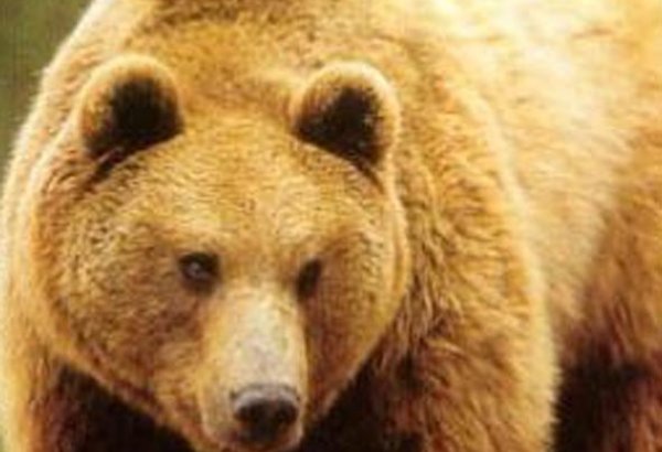 В США медведь сел в машину и разбился