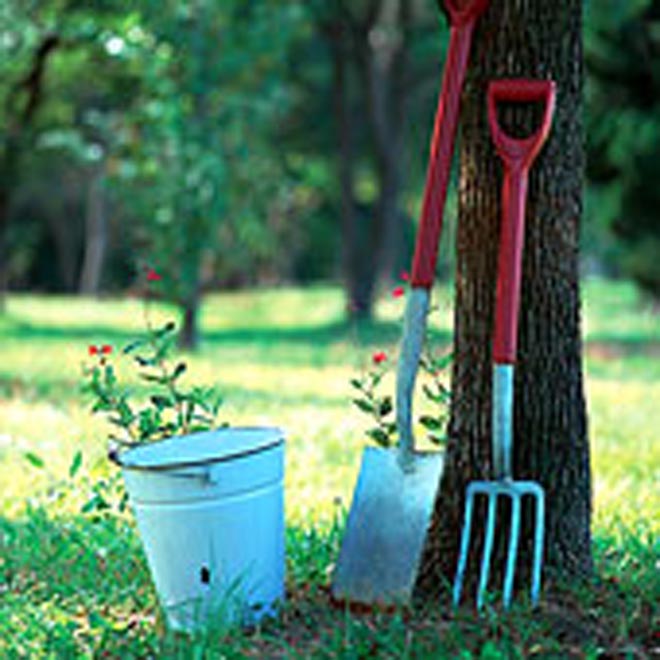 В регионах Азербайджана озеленение вызвало новые проблемы