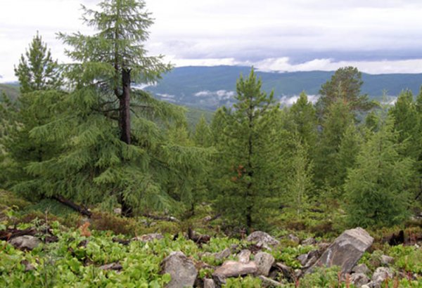 В Грузии, на границе с Россией, исчезли пять человек