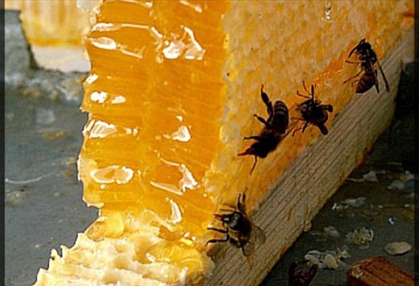 Азербайджан готовится к выходу на мировой рынок меда