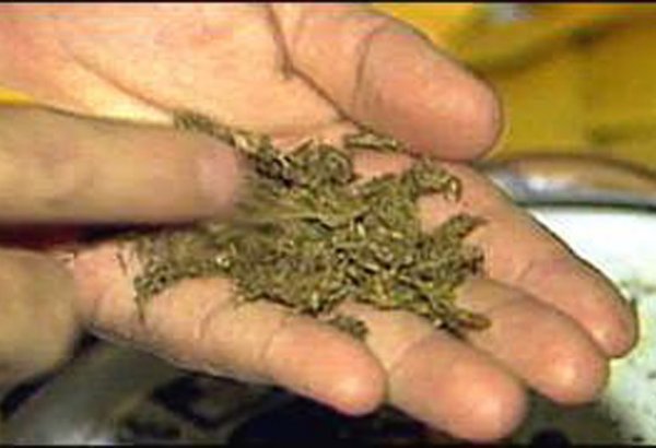 На употребление марихуаны в Грузии ввели жесткие ограничения