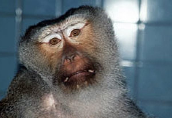 В Замбии любопытный бабуин оставил без электричества 50 тысяч человек