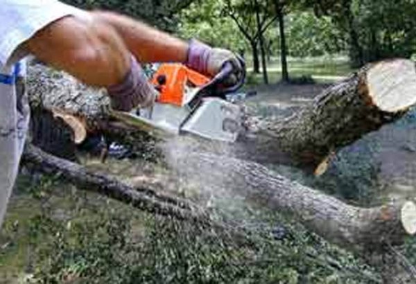 За 9 месяцев за незаконную вырубку деревьев на Абшероне было оштрафовано 146 человек