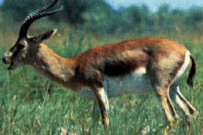 Животных защитит закон