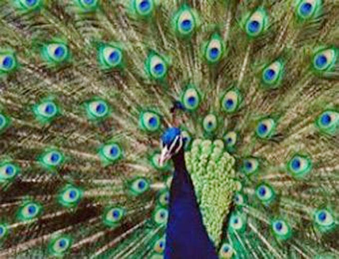 Павлин-гей изнасиловал автомобиль британца