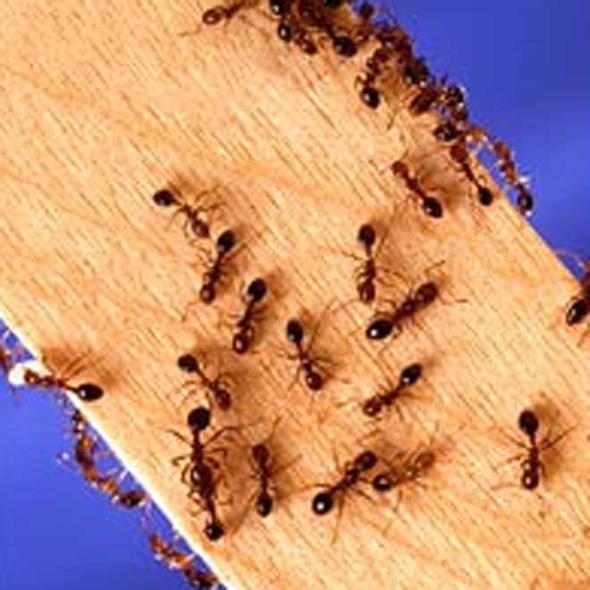 Берегите дома от рыжих захватчиков