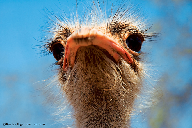 Бакинский зоопарк понес потери