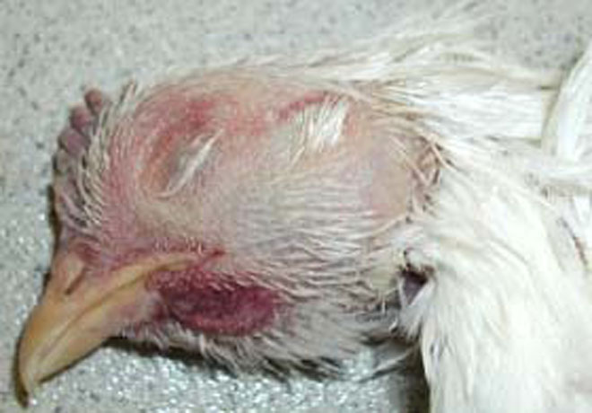 У умершей женщины не обнаружен вирус H5N1