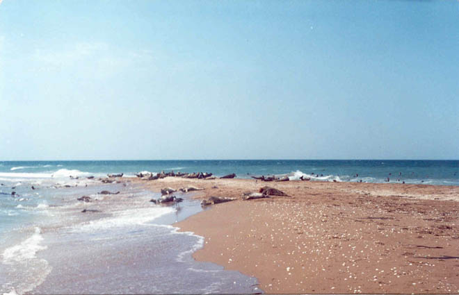 Каспийские тюлени на стадии вымирания