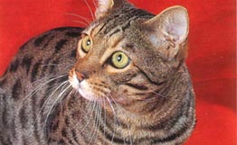 Пассажирка аварийно севшего на реке Обь самолета нашла летевшую с ней кошку