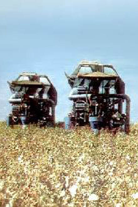 Рекорды на хлопковых полях и расплата за ударный труд