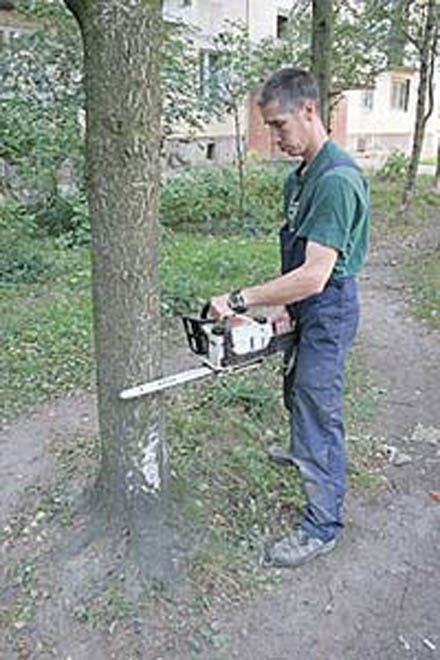 Не рубите, мужики, не рубите…