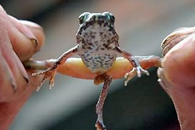 В Великобритании найдены пятилапые лягушки