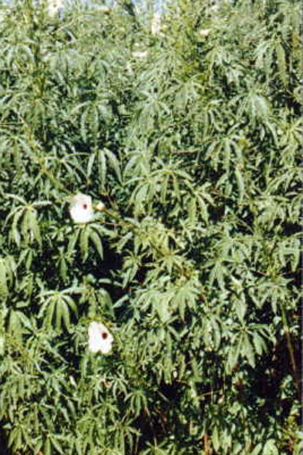 Житель Габалинского района выращивал в саду кенаф