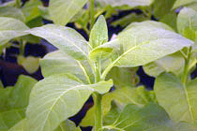 Инсулин из табачных листьев помогает справиться с диабетом