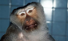 Обезьяна устроила диверсию в цирковом бассейне морских львов в Иркутской области