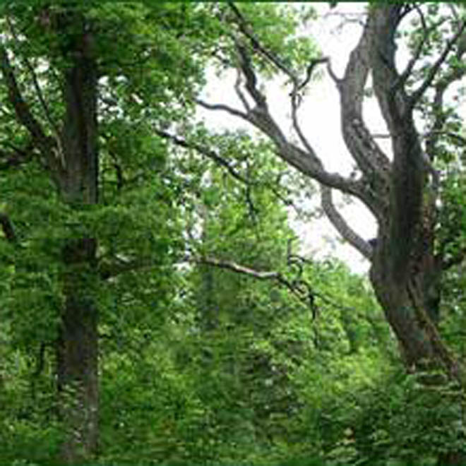 Восстанавливается старый парк