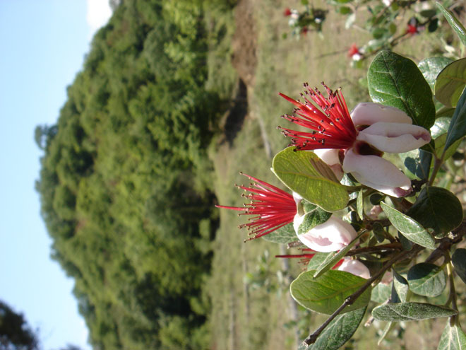 Гирканский парк может быть внесен в список экологических памятников ЮНЕСКО