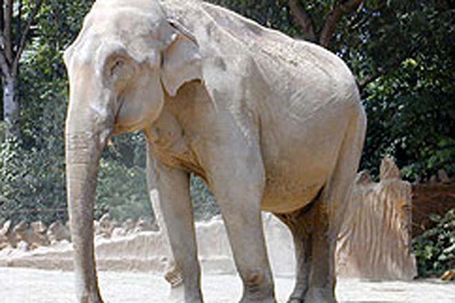 Появление слона в Баку вызовет ажиотаж