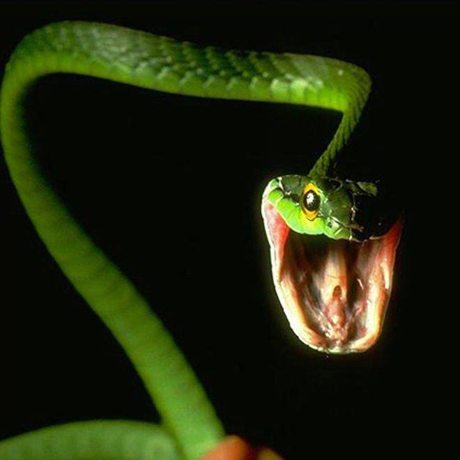 В Баку в полку жертв змеиных укусов прибыло