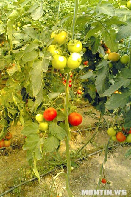 В пригородах Баку детей, страдающих слабоумием, стало больше