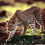 Снимается фильм об исчезающих животных Азербайджана