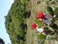 Гирканский парк может быть внесен в список экологических памятников ЮНЕСКО