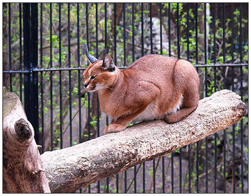 До конца года в бакинский зоопарк прибудут минские рыси