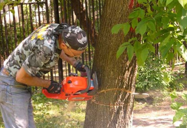 За незаконную вырубку деревьев и жестокое обращение с животными следует привлекать к уголовной ответственности - эксперт