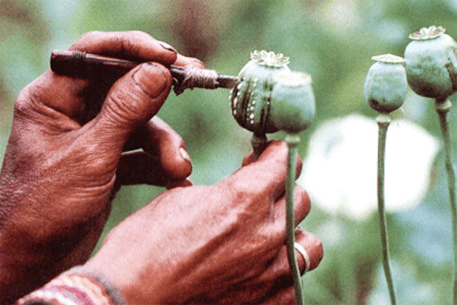 Проблему афганского наркотрафика нельзя решать военным путем - американский эксперт