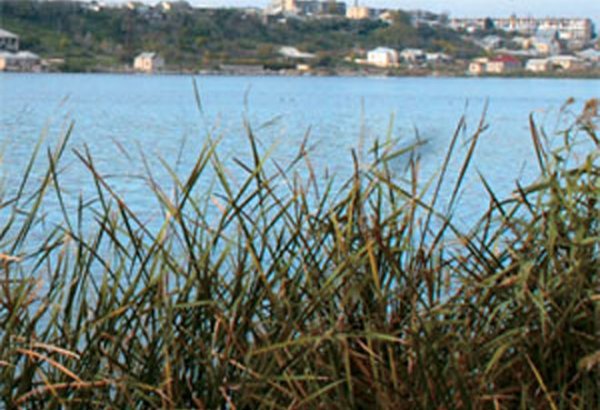 В озере Ходжасан в Баку утонули три человека