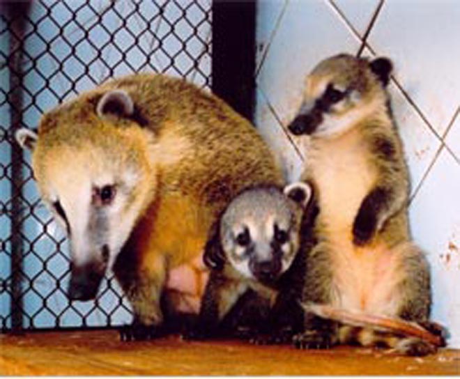 "Экзоты" прилетят в Баку 25 декабря