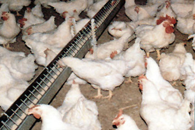 В Азербайджане 12 субъектов предпринимательства изъявили желание создать бройлерные хозяйства при господдержке