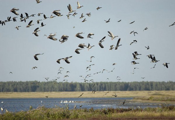 Эпизоотическая ситуация в Азербайджане стабильная