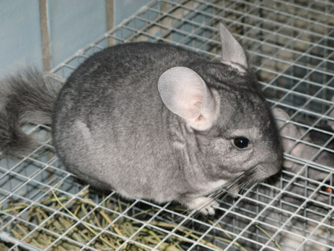 В Баку незаконно продаются дикие животные