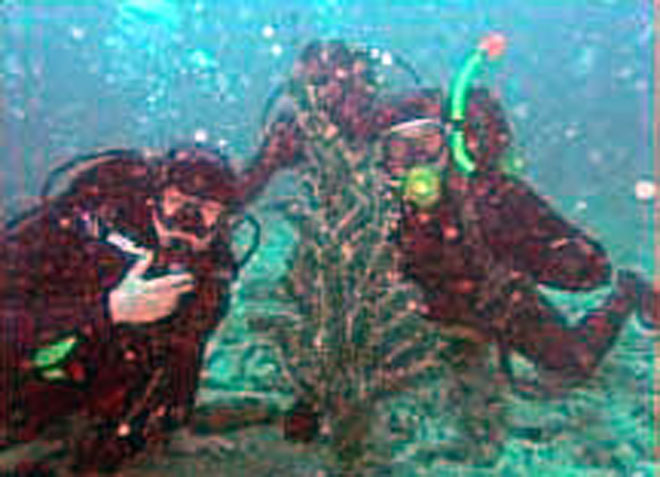 Рейтинг самых необыкновенных новогодних елок (фотосессия)