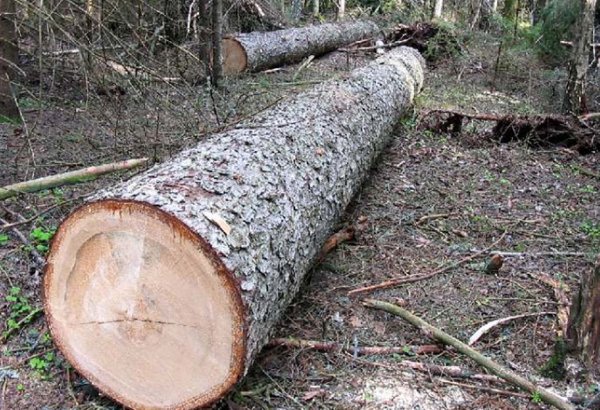 Житель Исмайыллы привлечен к ответственности за незаконную вырубку деревьев