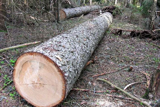 Генпрокуратура Азербайджана расследует факт массовой вырубки деревьев в Баку (ВИДЕО)