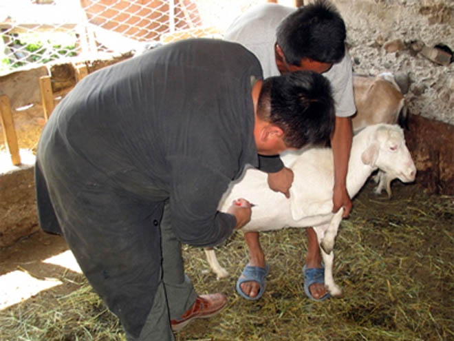 В Азербайджане борются против "сибирской язвы", бешенства и бруцеллеза