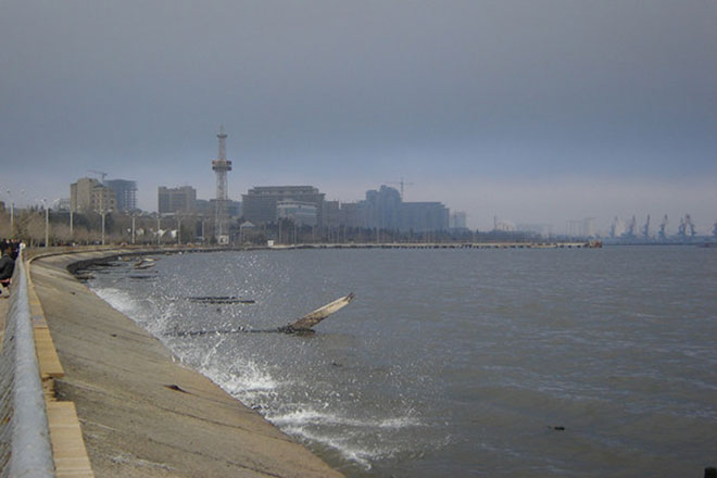 Гигантский кальмар-ромб обнаружен на Сицилии