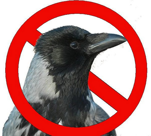 Полиция арестовала ворону, терроризировавшую немку - газета