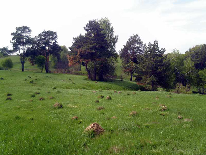 Земельные участники Масаллы пущены на аукцион