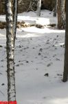 Заснеженный и заледенелый пейзаж Баку (фотосессия)