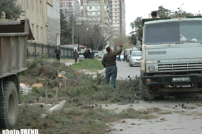 В Баку вновь вырубают деревья (фотосессия)