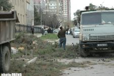 В Баку вновь вырубают деревья (фотосессия)