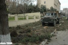 В Баку вновь вырубают деревья (фотосессия)