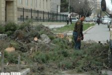 В Баку вновь вырубают деревья (фотосессия)
