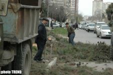В Баку вновь вырубают деревья (фотосессия)