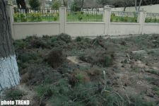 В Баку вновь вырубают деревья (фотосессия)